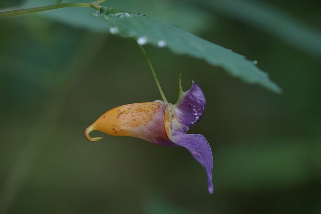 三角洲行动端游租号
