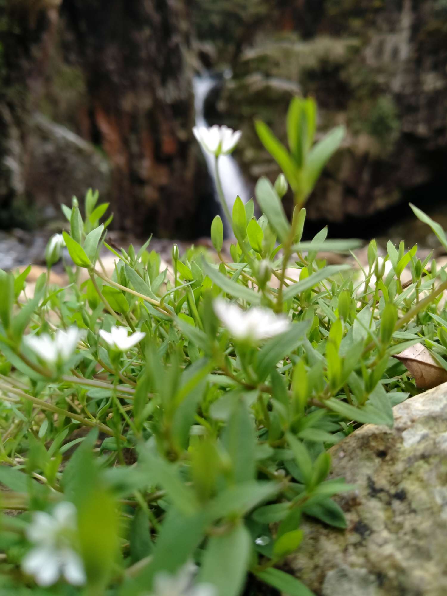 和平精英租号