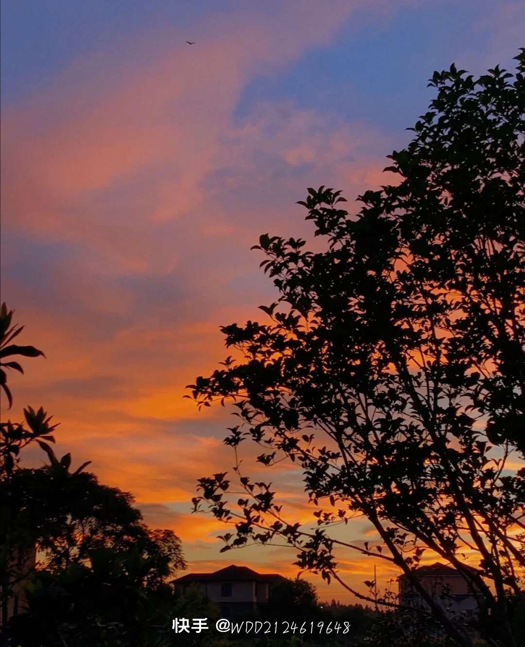 禁止开挂,看看大佬的账号,谢谢你的购买,可换部落,可当奶号此部落冲突