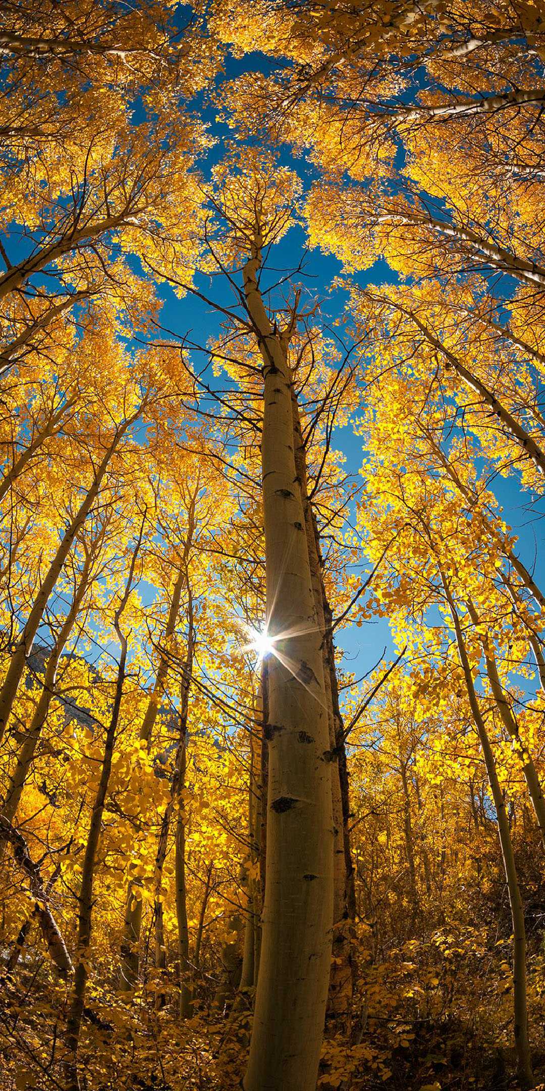 54v 10王 音效 星空一套7刀7手7列7盘炼狱爆破生化此穿越火线账号已